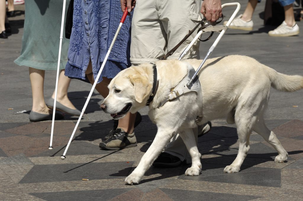 Yellow Lab working as a service animal for the visually impaired